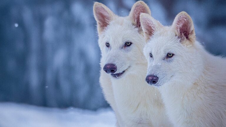 Una empresa biotecnológica devuelve a la vida al lobo gigante extinto