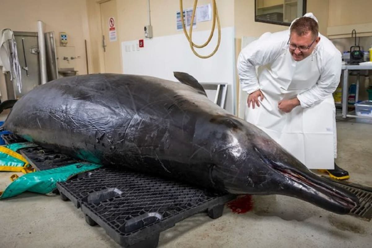 Detalle anatómico de la ballena a beco de Travers